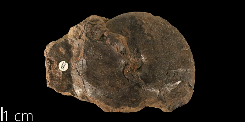 <i> Engonoceras belviderense </i> from the Albian Kiowa Fm. of Saline County, Kansas (KUMPI 500381).