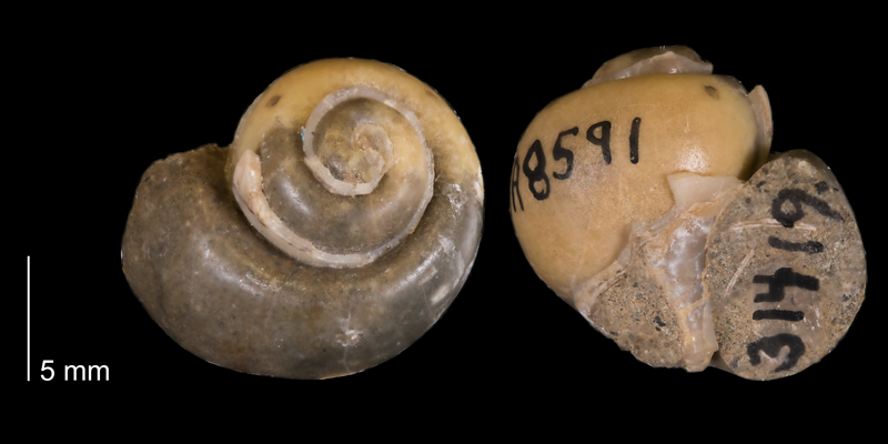 <i> Euspira obliquata </i> from the Campanian Pierre Shale Fm. of South Dakota (YPM 31419).