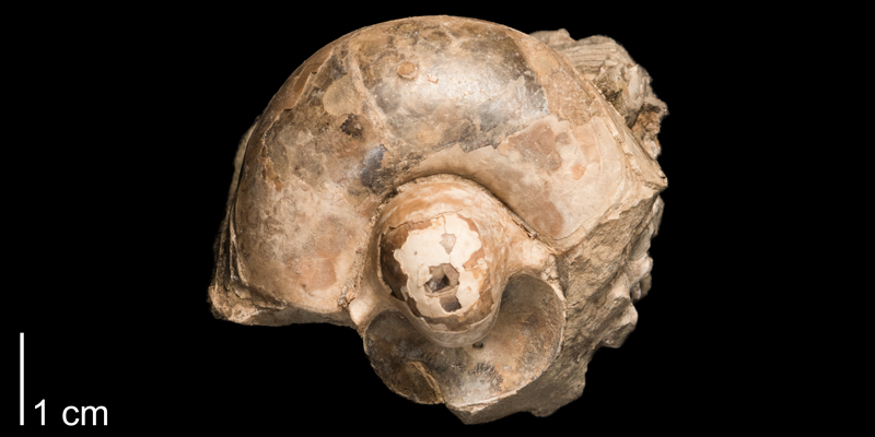 <i> Eutrephoceras dekayi </i> from the Late Cretaceous Pierre Shale Fm. of Meade County, South Dakota (FHSMIP 1290).