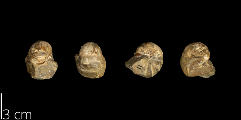 <i> Eutrephoceras dekayi </i> from the Late Cretaceous Pierre Shale Fm. of South Dakota (UNM 4469).