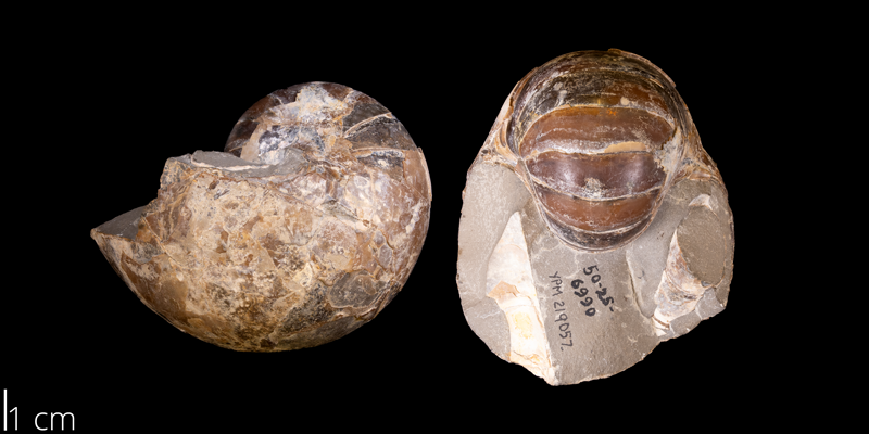 <i> Eutrephoceras dekayi </i> from the Late Cretaceous Pierre Shale Fm. of Pennington County, South Dakota (YPM 219057).