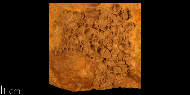 <i> Exogyra boveyensis </i> from the Cenomanian Greenhorn Limestone Fm. of Russell County, Kansas (KUMIP 82077).