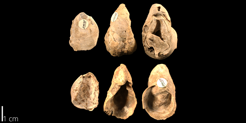 <i> Gryphaea hilli </i> from the Albian Kiowa Fm. of Kiowa County, Kansas (KUMIP 500135).