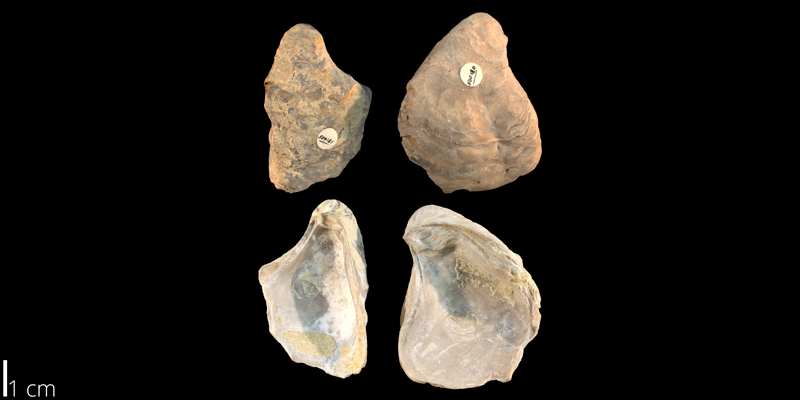 <i> Gryphaea navia </i> from the Albian Kiowa Fm. of Kiowa County, Kansas (KUMIP 500180-181).