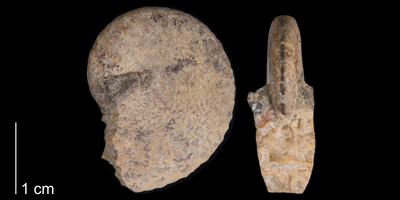 <i> Haresiceras placentiforme </i> from the Late Cretaceous Telegraph Creek Fm. of Carbon County, Montana (YPM 34699).