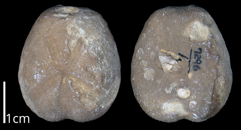 <i> Hemiaster texanus </i> from the Albian Goodland Limestone Fm. of Tarrant County, Texas (KUMIP 370706).