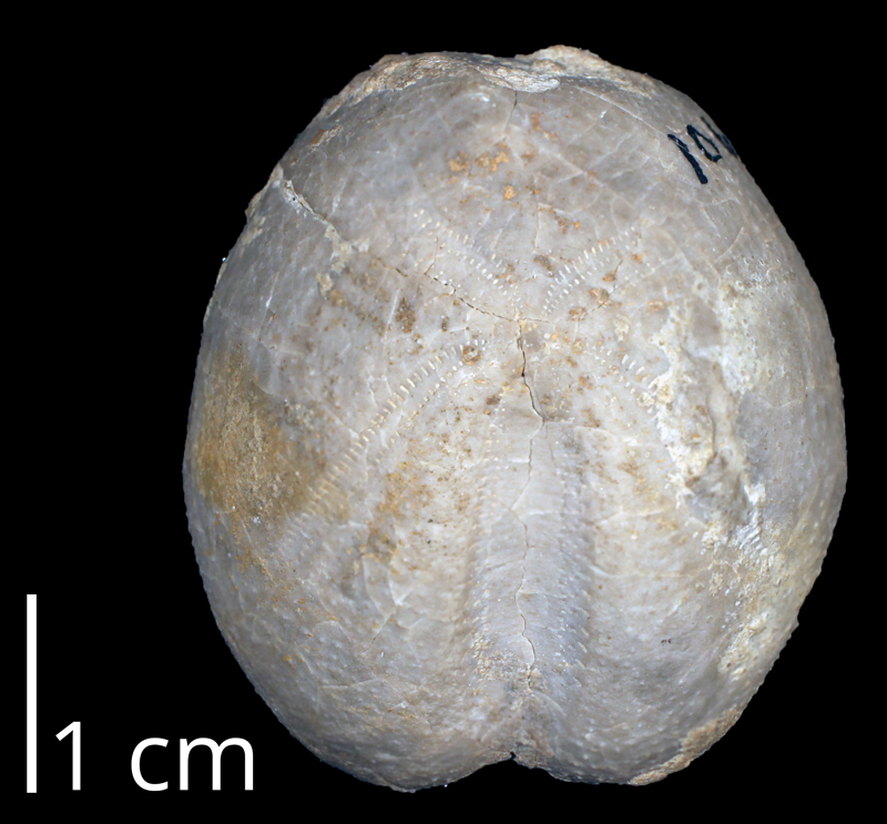 <i> Heteraster longisulcus </i> (KUMIP 370636).