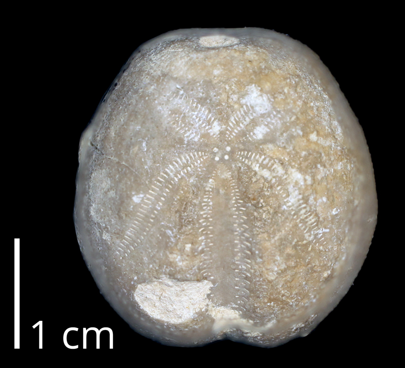 <i> Heteraster texanus </i> from the Albian Goodland Limestone Fm. of Texas (KUMIP 370546).