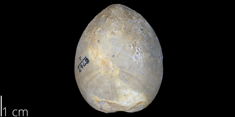 <i> Holaster laevis </i> from the Late Cretaceous of Texas (KUMIP 370374).