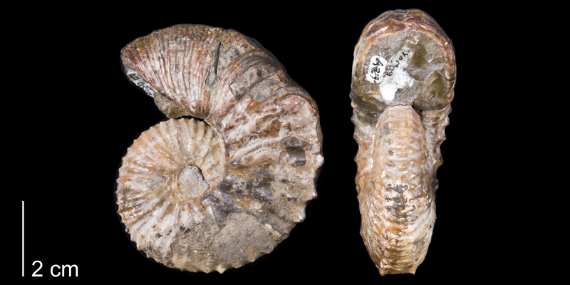 <i> Hoploscaphites cheyennensis </i> from the Maastrichtian Fox Hills Fm. of Dewey County, South Dakota (YPM 23689).