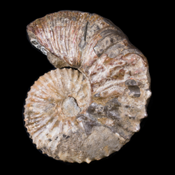 Hoploscaphites cheyennensis