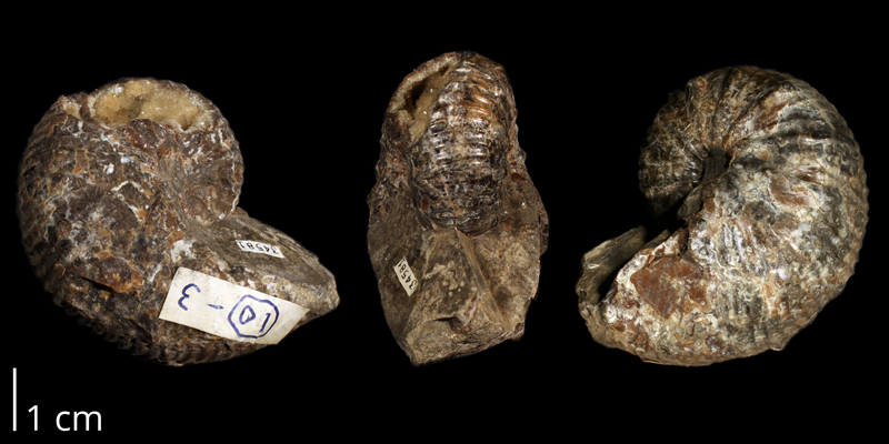 <i> Hoploscaphites plenus </i> (KUMIP 34581).