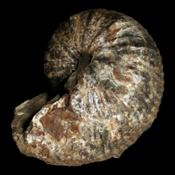 Hoploscaphites plenus