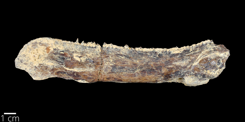 <i> Ichthyodectes ctenodon </i> from the Late Cretaceous Niobrara Fm. of Ellis County, Kansas (YPM VP 007226).