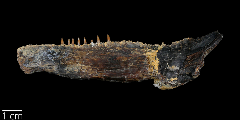 <i> Ichthyodectes ctenodon </i> from the Late Cretaceous Niobrara Fm. of Ellis County, Kansas (YPM VP 007227).