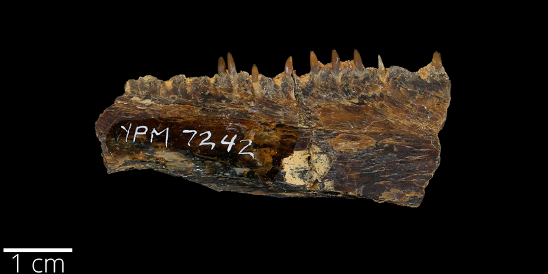 <i> Ichthyodectes ctenodon </i> from the Late Cretaceous Niobrara Fm. of Ellis County, Kansas (YPM VP 007242).