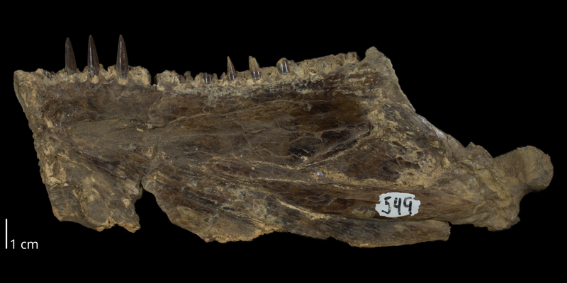 <i> Ichthyodectes ctenodon </i> from the Niobrara Fm. of Logan County, Kansas (FHSMVP 19119).
