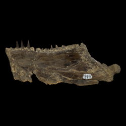 Ichthyodectes ctenodon