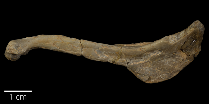 <i> Ichthyornis victor </i> from the Late Cretaceous (FHSMVP 329).