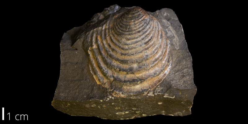 <i> Inoceramus proximus </i> from the Late Cretaceous Pierre Shale of Weston County, Wyoming (YPM 390577).