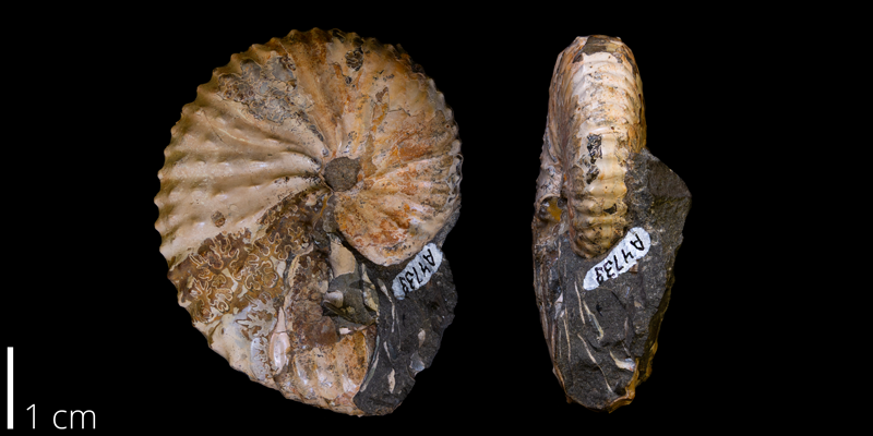 <i> Jeletzkytes dorfi </i> from the Maastrichtian Fox Hills Fm. of Niobrara County, Wyoming (YPM 076111).