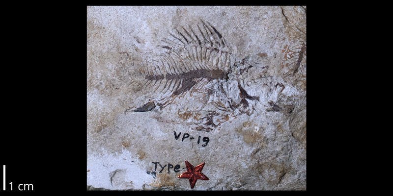 <i> Kansius sternbergi </i> from the Santonian Niobrara Fm. of Gove County, Kansas (FHSMVP 19).