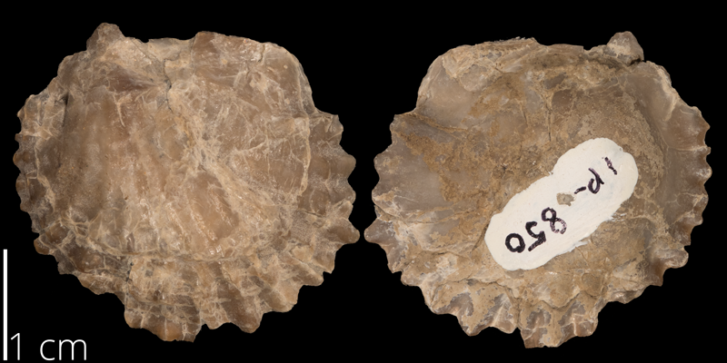 <i> Lopha lugubris </i> from the Late Cretaceous Carlile Fm. of Osborne County, Kansas (FHSMIP 850).