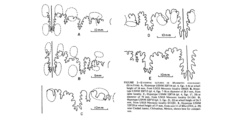 Cobban and Hook 1983 Figure 2.