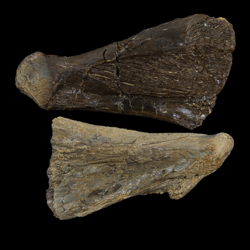 Magalocoelacanthus dobiei