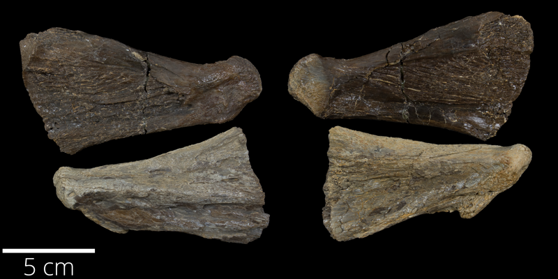 <i> Magalocoelacanthus dobiei </i> from the Campanian Niobrara Fm. of Logan County, Kansas (FHSMVP 18758).