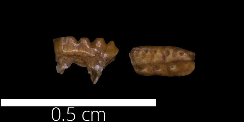 <i> Mesodma formosa </i> from the Maastrichtian Fox Hills Fm. of Adams County, Colorado (FHSMVP 17954).