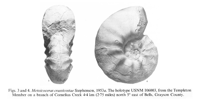 <i> Metoicoceras crassicostae </i> Kennedy and Cobban 1990a
