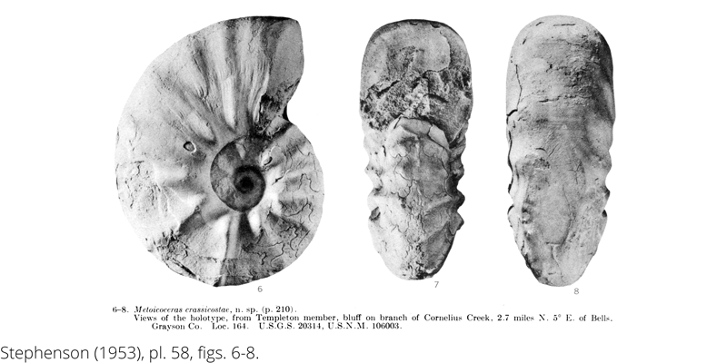 <i> Metoicoceras crassicostae </i> from the Cenomanian Woodbine Fm. of Texas (Stephenson 1953).