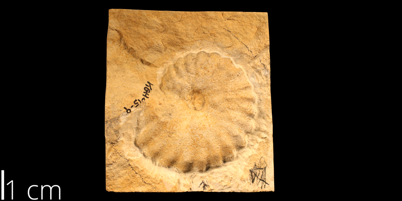 <i> Metoicoceras whitei </i> from the Cenomanian/Turonian Greenhorn Limestone Fm. of Rush County, Kansas (KUMIP 82118).