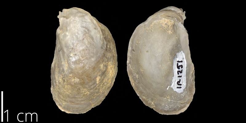 <i> Nanostrea fluctigera </i> (FHSMIP 1251).