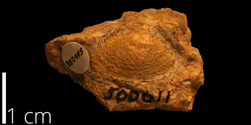 <i> Nucula catherina </i> from the Albian Kiowa Fm. of Kiowa County, Kansas (KUMIP 500038).