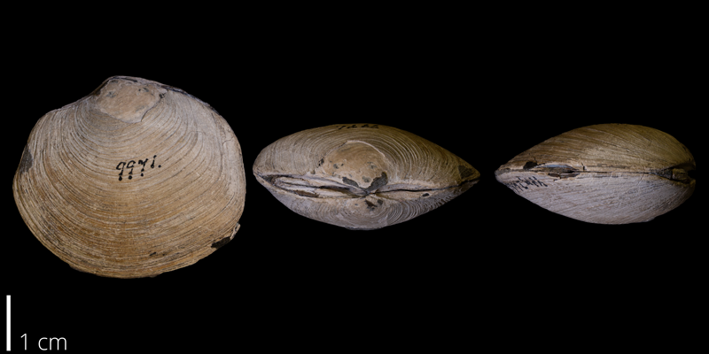 <i> Nympholucina cleburni </i> from the Late Cretaceous Platte River Valley of Colorado (YPM 024641).