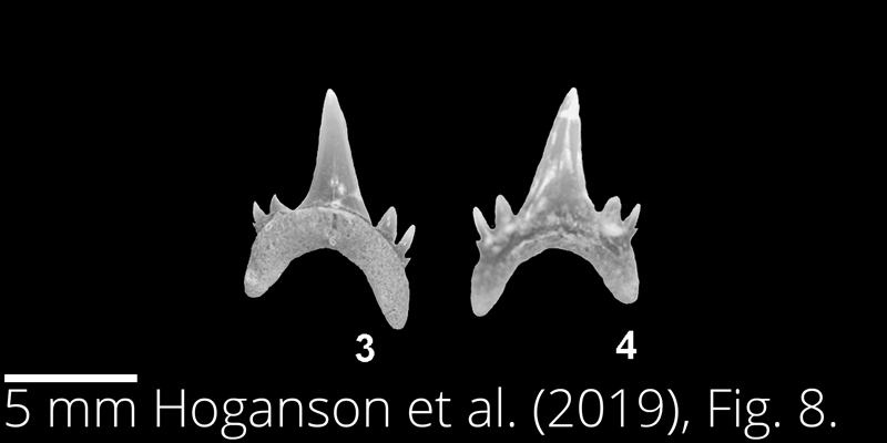 <i> Odontaspis aculeatus </i> from the Maastrichtian Fox Hills Fm. of North Dakota. Image is derived from Hoganson et al. (2019; Bulletins of American Paleontology No. 398) and is used here with permission of the Paleontological Research Institution, which retains the copyright.