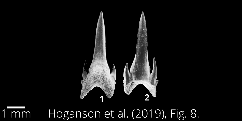 <i> Odontaspis aculeatus </i> from the Maastrichtian Fox Hills Fm. of North Dakota. Image is derived from Hoganson et al. (2019; Bulletins of American Paleontology No. 398) and is used here with permission of the Paleontological Research Institution, which retains the copyright.