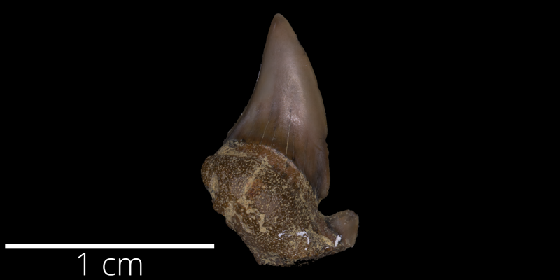 <i> Odontaspis sublatata </i> from the Late Cretaceous of Kansas (FHSMVP 12848).