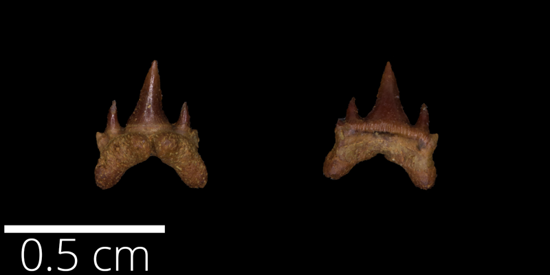 <i> Odontaspis aculeatus </i> from the Maastrichtian Fox Hills Fm. of Adams County, Colorado (FHSMVP 17991).