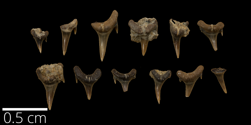 <i> Odontaspis saskatchewanensis </i> from the Turonian Greenhorn Fm. of Russell County, Kansas (FHSM 12194).