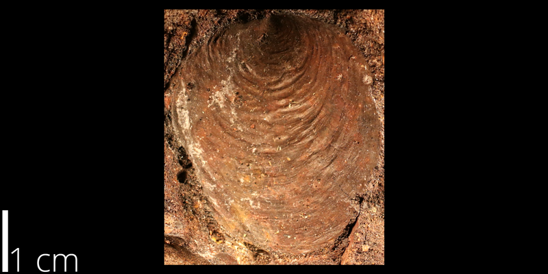 <i> Ostrea rugosa </i> from the Albian Kiowa Fm. of Saline County, Kansas (KUMIP 500426).