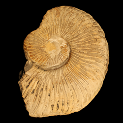 Oxytropidoceras