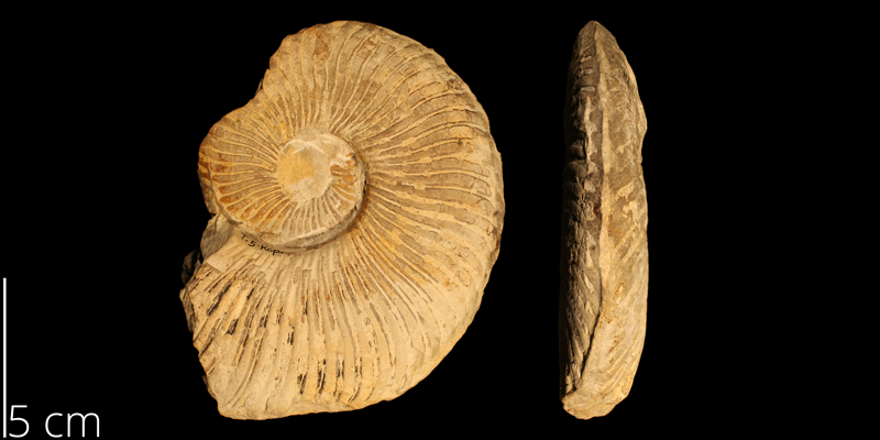 <i> Oxytropidoceras acutocarinatum </i> from the Albian Comanche Peak Limestone Fm. of Tarrant County, Texas (KUMIP 148309).