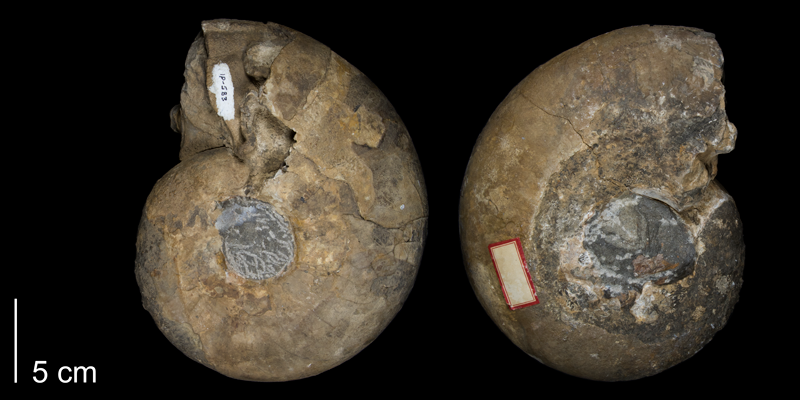 <i> Pachydiscus catarinae </i> from Baja California County, Mexico (FHSMIP 583).