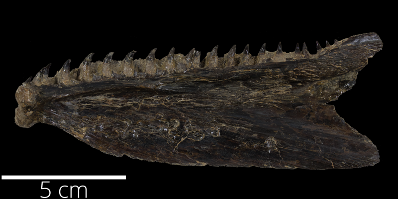 <i> Pachyrhizodus latimontum </i> from the Santonian Niobrara Fm. of Kansas (FHSMVP 2281).