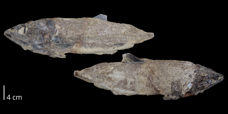 <i> Pachyrhizodus minimus </i> from the Late Cretaceous (FHSMVP 2282).