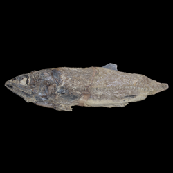 Pachyrhizodus