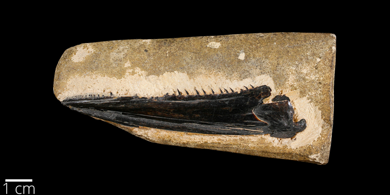 <i> Pachyrhizodus minimus </i> from the Late Cretaceous Niobrara Fm. of South Dakota (YPM VP 060048).